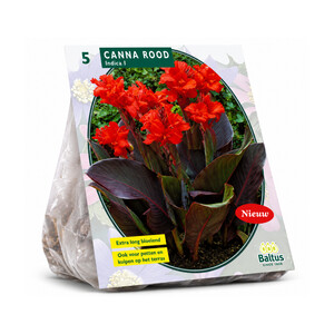 Kanų svogūnėliai, lot. CANNA DONKERROODBLAD ROOD, 3 vnt